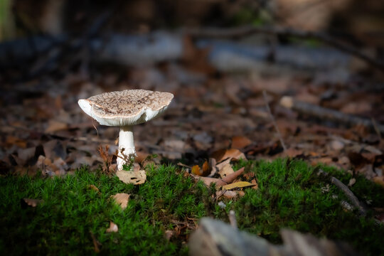 mushroom in the forest