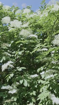 Vertical footage, Flight backwards from crown, flying between branches covered with white flowers of blooming American black elderberry (Sambucus canadensis) on sunny day against blue sky