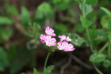 Small Pink Flowers Blooming Against a Green Natural Background © 衍儒 陳