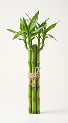 Fototapeta premium Bundle of green lucky bamboo stalks tied with ribbon on white background