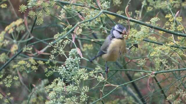 A bird&mdash;a blackcap&mdash;pecks at seeds on a branch.