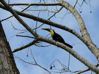 Fototapeta premium Toucan in Costa Rica