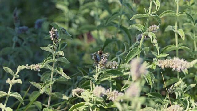 Wild mint with a small insect hovering over flowers