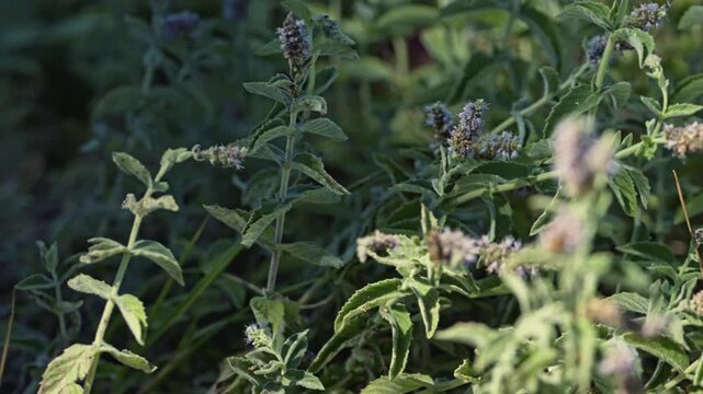 Soft focus wild mint leaves and flowers in the wind
