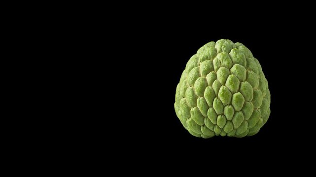 Fresh green sugar apple custard apple rotating on a black background stock video