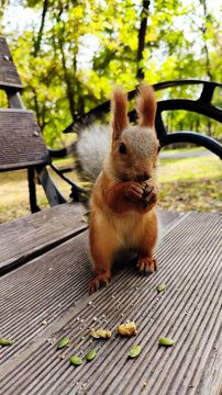 Red squirrel eating a nut on a wooden park bench, facing the camera with its fluffy tail behind, surrounded by sunlit autumn foliage and soft natural bokeh