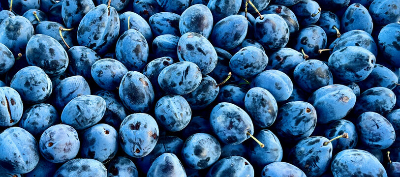 Ciruelas org&aacute;nicas reci&eacute;n cosechadas en un huerto tradicional de Ruman&iacute;a