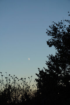 Half Moon Shining in Evening Blue Sky behind Tree Silhouettes