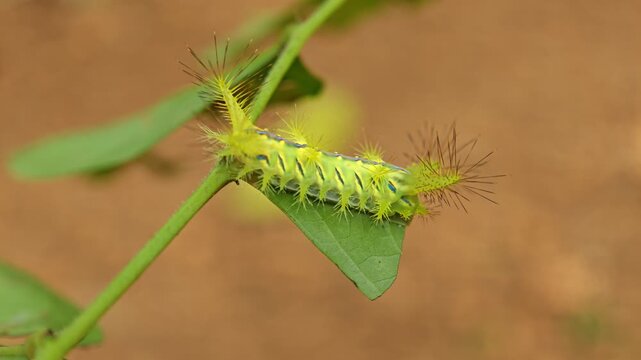 Macro of monema flavescens insect crawls along a green leaf and stem with blurred nature on background. Also known as Parasa lepida caterpillar insect.