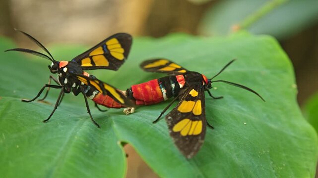Macro shot of two colorful Syntomeida epilais tiger moths insect are mating on green taro leaves