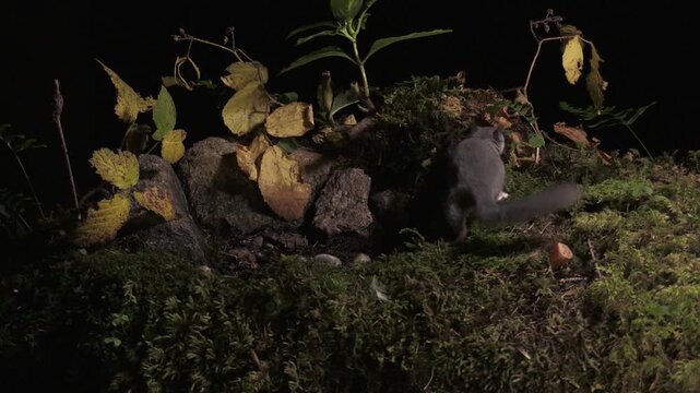 Edible Dormouse (Glis glis) at Night in the Italian Alps &ndash; Valle Brembana