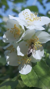 Vertical footage, On spring day, honey bee collects nectar from white Mock Orange flower.