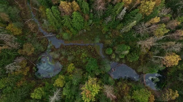 Static 4K top down aerial view of Saula Blue Springs, or Saula Siniallikad, surrounded by dense autumn forest in Estonia, showing turquoise spring pools connected by winding waterways among colorful t