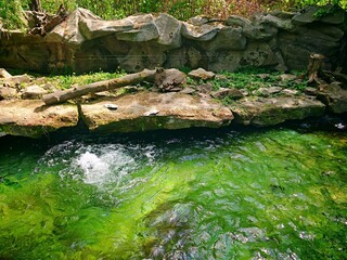 Green water splashes over a small rocky cascade in Jihlava Zoo Park  © NordenX