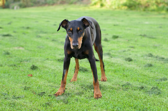 senior doberman dog 8 years 7 months