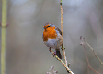 Obraz premium European robin perched on a thin branch in a natural forest setting