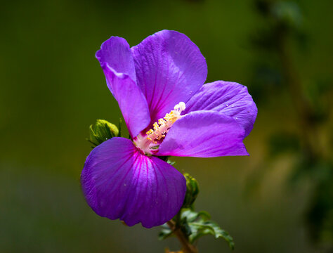 Blossoming of garden hibiscus.