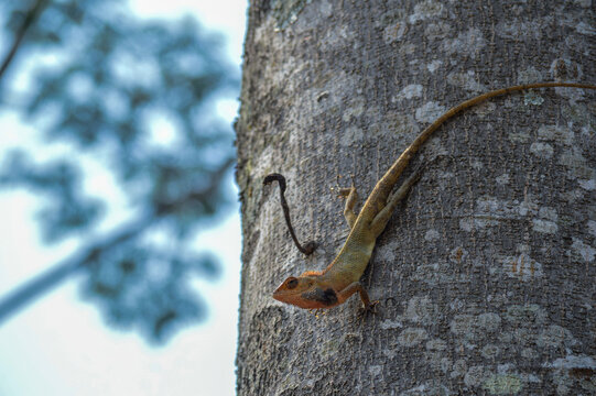 A side profile shot of a wild Oriental garden lizard or calotes versicolor camouflage on the textured bark of a tree.