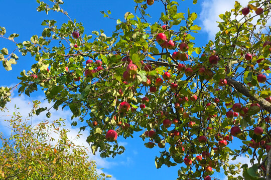 Fruit on apple tree branches.
