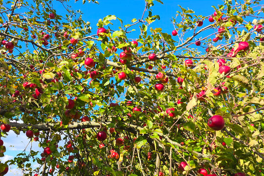 Fruit on apple tree branches.