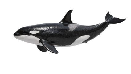 Orca whale with black and white markings, isolated on transparent background © Alexa