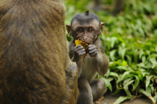 crab-eating macaque