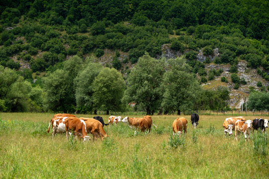 Herd of brown spotted cows grazing in a beautiful green mountain valley.