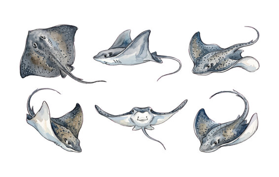 Manta Rays and Stingrays Ocean Vector Watercolor Clipart