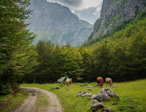 Herd of brown spotted cows grazing in a beautiful green mountain valley.