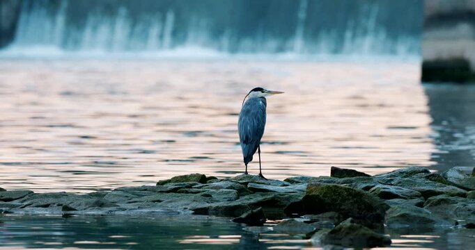 Great blue herons are perched on rocks along the banks of the Rhine on the Rhine Island, between the Rhine and the Grand Canal d'Alsace. Source: N-RAW, native resolution 8.3K, 12-bit, N-Log, ISO 800