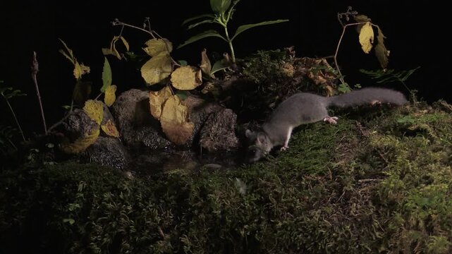 Edible Dormouse (Glis glis) at Night in the Italian Alps &ndash; Valle Brembana
