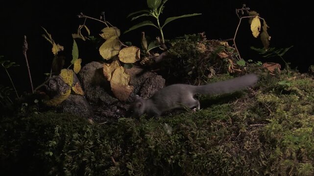 Edible Dormouse (Glis glis) at Night in the Italian Alps &ndash; Valle Brembana