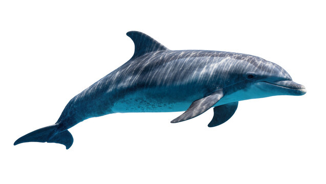 Gray dolphin swimming gracefully, isolated on transparent background