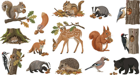 Fototapeta premium Forest animals gathering food and acorns set featuring squirrels deer badgers hedgehogs foxes bears woodpeckers and woodland wildlife vector illustration