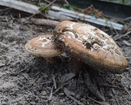 A large decaying wild bolete mushroom (Boletales) sheltering a small young fungus growing underneath, symbolizing protection, shelter, cracks and dirty surface. Nature cycle of life concept
