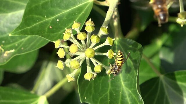 Wasp and hoverfly feeding on ivy flower buds