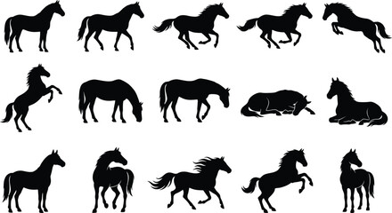 Obraz premium Fifteen black horse silhouettes in various poses including running, jumping, rearing, and grazing isolated on a solid white background surface