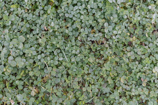 A dense patch of green ground cover plants fills the frame. The foliage consists of small, round leaves with varying shades of green. Natural outdoor setting.