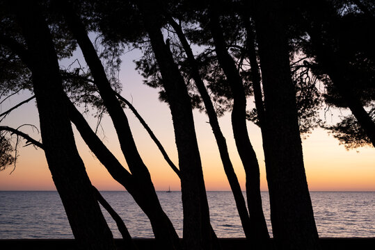 Pine Trees by the Sea at Sunset