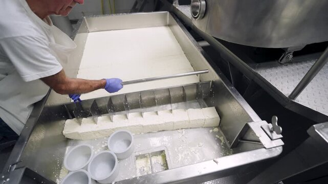 Artisan cheesemaker cutting a large block of fresh cheese curd into smaller pieces before placing them into molds for pressing and aging