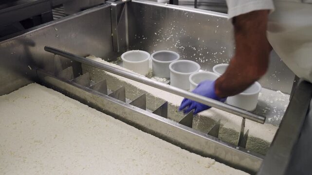 Skilled cheesemaker cutting fresh cheese curd with a special tool in a large stainless steel vat and then filling the molds by hand