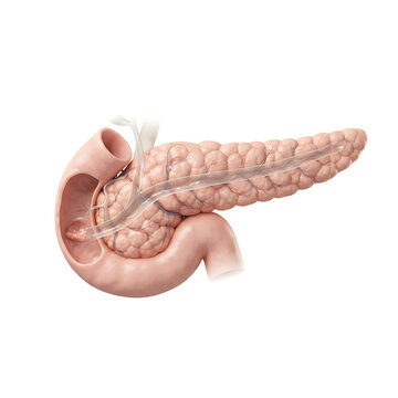 Anatomical illustration of human pancreas with duodenum isolated on white background