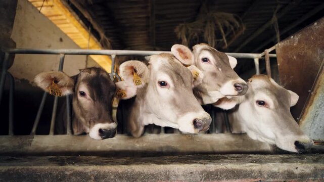 Several curious brown Swiss cows looking at the camera and eating from a feeding trough inside a rustic barn on a dairy farm