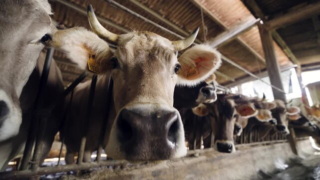 Close up of a cow looking at the camera. A herd of cattle is inside a dairy farm, symbolizing the milk and cheese production industry