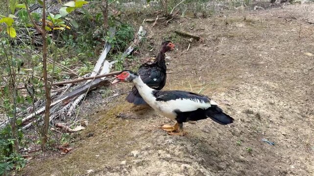 Video footage of two Muscovy ducks walking on dirt ground in a rustic farm backyard.