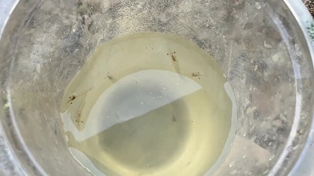 Real-time footage of mosquito larvae swimming in stagnant water inside a plastic bucket.