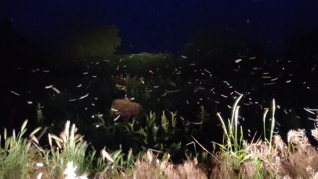 Many mosquitoes flying in car headlights at night near green bushes, view from inside car