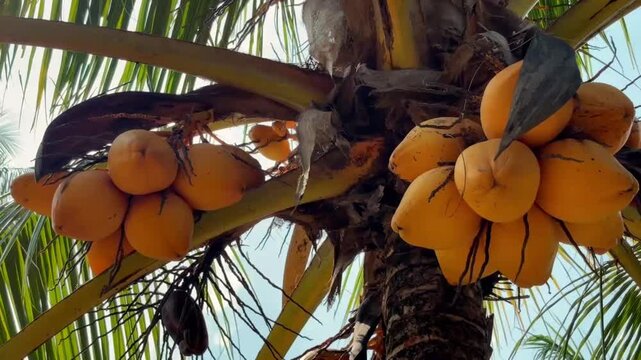 Close up video clip of yellow king coconuts hanging on a palm tree under tropical sunlight.