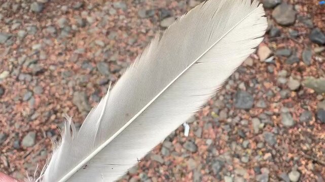 Close up footage of a soft white feather floating above natural pebbles and dry leaves.