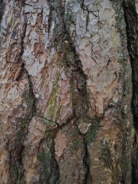 Detailed pine tree bark texture with natural patterns
